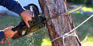 Best Tree Trimming and Pruning  in Millersburg, PA