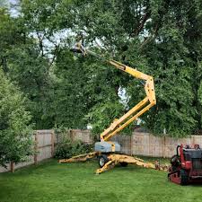 Best Fruit Tree Pruning  in Millersburg, PA