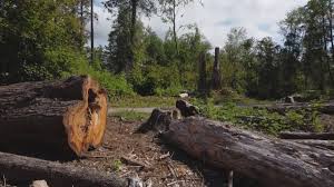 Professional Tree Care in Millersburg, PA