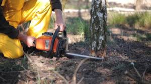 How Our Tree Care Process Works  in  Millersburg, PA