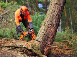 Best Lawn Disease Treatment  in Millersburg, PA