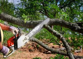 Best Lawn Pest Prevention  in Millersburg, PA