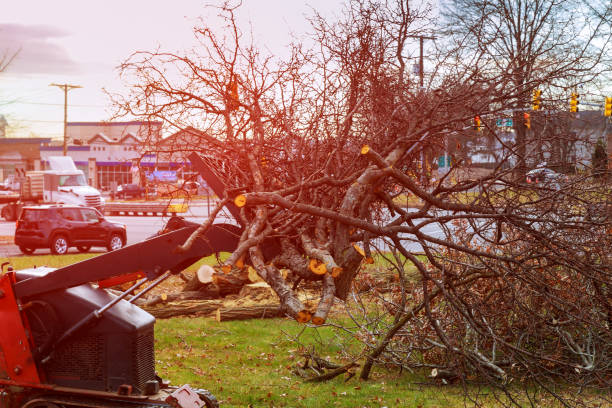 Best Stump Grinding and Removal  in Millersburg, PA