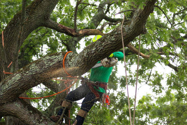 Best Utility Line Clearance  in Millersburg, PA