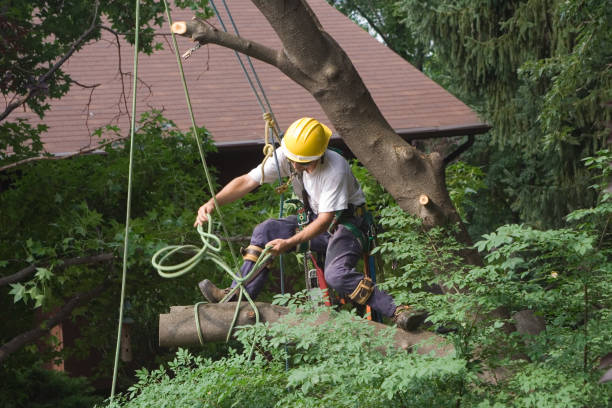 Best Storm Damage Tree Cleanup  in Millersburg, PA