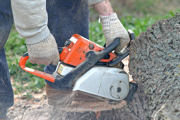 Best Leaf Removal  in Millersburg, PA