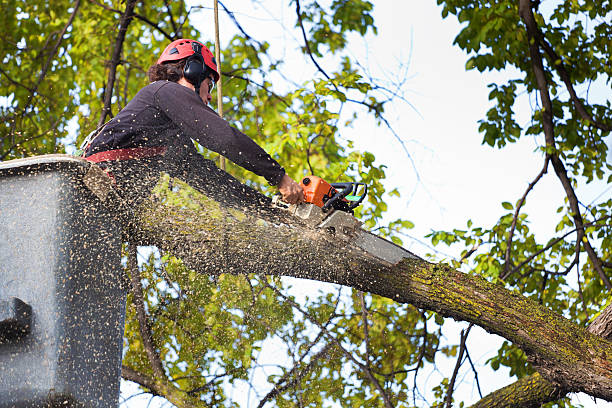Best Seasonal Cleanup (Spring/Fall)  in Millersburg, PA