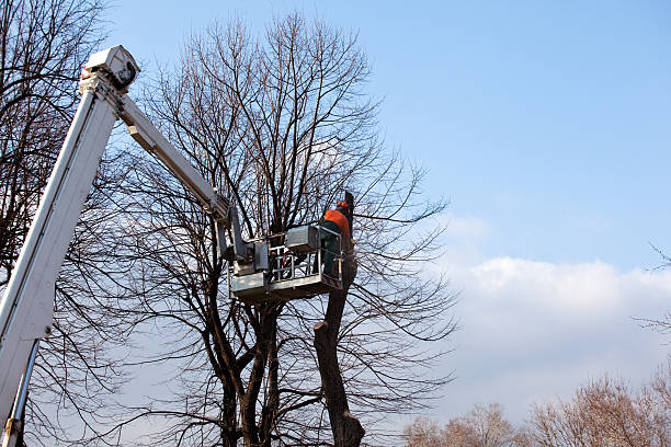 Best Lawn Dethatching  in Millersburg, PA
