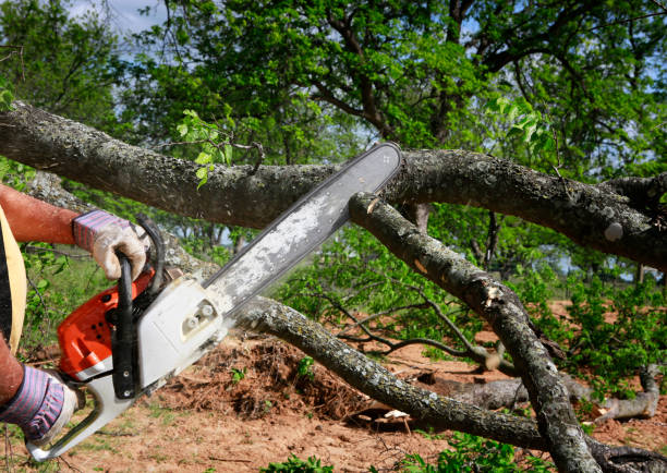 Best Tree Risk Assessment  in Millersburg, PA