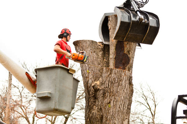Best Tree Removal  in Millersburg, PA