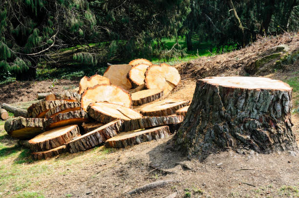 Best Tree Cabling and Bracing  in Millersburg, PA